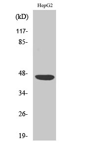 Fig. Western Blot analysis of various cells using CAR Polyclonal Antibody.