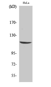 Fig. Western Blot analysis of various cells using CARD 6 Polyclonal Antibody.