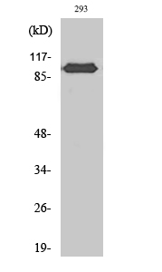 Fig. Western Blot analysis of various cells using CAS Polyclonal Antibody diluted at 1:2000.