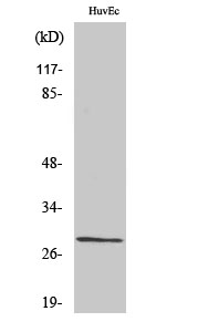 Fig. Western Blot analysis of various cells using Casein Kinase IIβ Polyclonal Antibody.