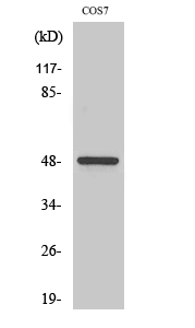 Fig. Western Blot analysis of various cells using Casein Kinase Iγ1 Polyclonal Antibody.
