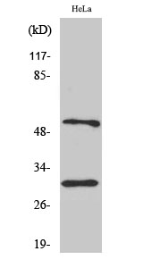 Fig. Western Blot analysis of various cells using Caspase-10 B/C Polyclonal Antibody.