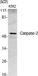Fig.1. Western Blot analysis of various cells using Caspase-2 Polyclonal Antibody.