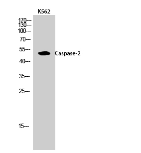 Fig.2. Western Blot analysis of K562 cells using Caspase-2 Polyclonal Antibody.