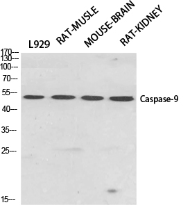 Fig.1. Western Blot analysis of various cells using Caspase-9 Polyclonal Antibody diluted at 1:500.