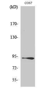 Fig.2. Western Blot analysis of COS7 cells using Catenin-β Polyclonal Antibody diluted at 1:2000.