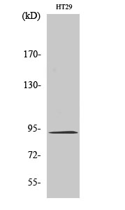 Fig.2. Western Blot analysis of HT29 cells using Catenin-β Polyclonal Antibody diluted at 1:1000.