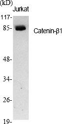 Fig.1. Western Blot analysis of various cells using Catenin-β1 Polyclonal Antibody diluted at 1:1000.