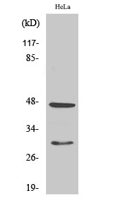 Fig. Western Blot analysis of various cells using Cathepsin D Polyclonal Antibody.