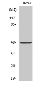 Fig. Western Blot analysis of various cells using Cathepsin E Polyclonal Antibody.