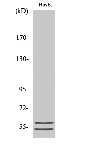 Fig. Western Blot analysis of various cells using CBG Polyclonal Antibody diluted at 1:500.