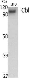 Fig.1. Western Blot analysis of various cells using Cbl Polyclonal Antibody.