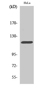 Fig.2. Western Blot analysis of HeLa cells using Cbl Polyclonal Antibody.