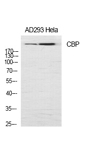 Fig.1. Western Blot analysis of various cells using CBP Polyclonal Antibody diluted at 1:1000.