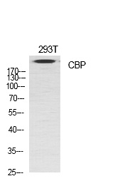 Fig.1. Western Blot analysis of various cells using CBP Polyclonal Antibody diluted at 1:1000.