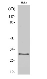 Fig. Western Blot analysis of various cells using CBP 35 Polyclonal Antibody diluted at 1:2000.