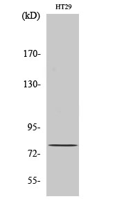 Fig. Western Blot analysis of various cells using CBP80 Polyclonal Antibody diluted at 1:500.