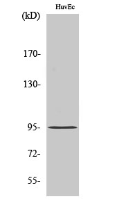 Fig. Western Blot analysis of various cells using CCDC45 Polyclonal Antibody.