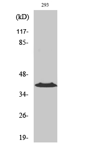 Fig. Western Blot analysis of various cells using CCRL1 Polyclonal Antibody diluted at 1:1000.