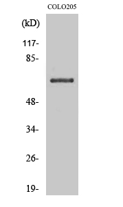 Fig. Western Blot analysis of various cells using CD108 Polyclonal Antibody.