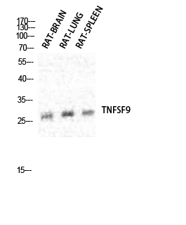 Fig.1. Western Blot analysis of various cells using CD137L Polyclonal Antibody diluted at 1:1000.
