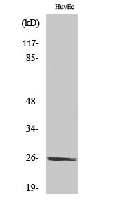 Fig.2. Western Blot analysis of HuvEc cells using CD137L Polyclonal Antibody diluted at 1:1000.