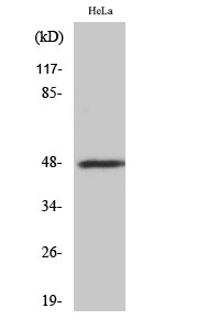 Fig. Western Blot analysis of various cells using CD172b Polyclonal Antibody.