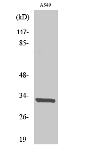 Fig. Western Blot analysis of various cells using CD20 Polyclonal Antibody.