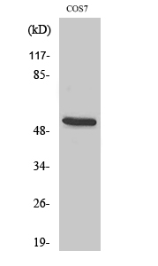 Fig. Western Blot analysis of various cells using CD2BP2 Polyclonal Antibody diluted at 1:1000.