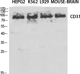 Fig.1. Western Blot analysis of various cells using CD31 Polyclonal Antibody diluted at 1:1000.