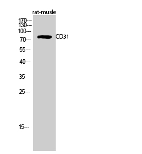 Fig.2. Western Blot analysis of rat-musle cells using CD31 Polyclonal Antibody diluted at 1:1000.
