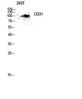 Fig.4. Western blot analysis of 293T lysis using CD31 antibody. Antibody was diluted at 1:1000.