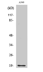 Fig. Western Blot analysis of various cells using CD3-δ Polyclonal Antibody.