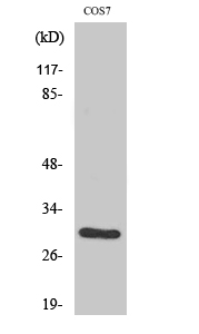Fig. Western Blot analysis of various cells using CD40 Polyclonal Antibody.