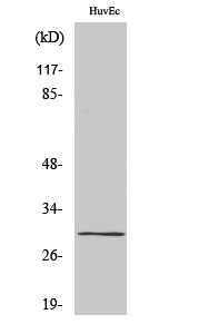 Fig. Western Blot analysis of various cells using CD70 Polyclonal Antibody diluted at 1:2000.