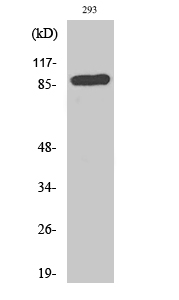 Fig. Western Blot analysis of various cells using CD71 Polyclonal Antibody diluted at 1:2000.