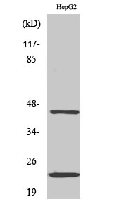 Fig. Western Blot analysis of various cells using CD83 Polyclonal Antibody diluted at 1:500.
