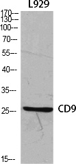 Fig.1. Western Blot analysis of various cells using CD9 Polyclonal Antibody diluted at 1:1000.