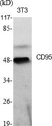 Fig.1. Western Blot analysis of various cells using CD95 Polyclonal Antibody diluted at 1:500.