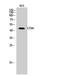Fig.2. Western Blot analysis of 823 cells using CD95 Polyclonal Antibody diluted at 1:500.
