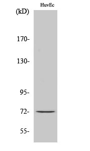 Fig. Western Blot analysis of various cells using Cdc16 Polyclonal Antibody.
