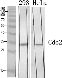 Fig.1. Western Blot analysis of various cells using Cdc2 Polyclonal Antibody diluted at 1:1000.
