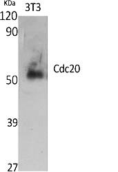 Fig.1. Western Blot analysis of various cells using Cdc20 Polyclonal Antibody diluted at 1:2000.