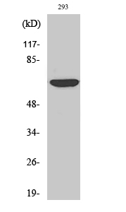 Fig.2. Western Blot analysis of COS7 cells using Cdc23 Polyclonal Antibody diluted at 1:2000.