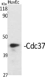 Fig.1. Western Blot analysis of various cells using Cdc37 Polyclonal Antibody.