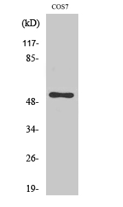 Fig.2. Western Blot analysis of MCF7 cells using Cdc37 Polyclonal Antibody.