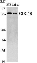 Fig.1. Western Blot analysis of various cells using CDC46 Polyclonal Antibody.