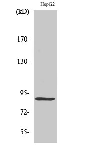 Fig.2. Western Blot analysis of HepG2 cells using CDC46 Polyclonal Antibody.
