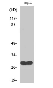 Fig. Western Blot analysis of various cells using CdcA3 Polyclonal Antibody.