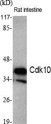 Fig.1. Western Blot analysis of various cells using Cdk10 Polyclonal Antibody diluted at 1:500.